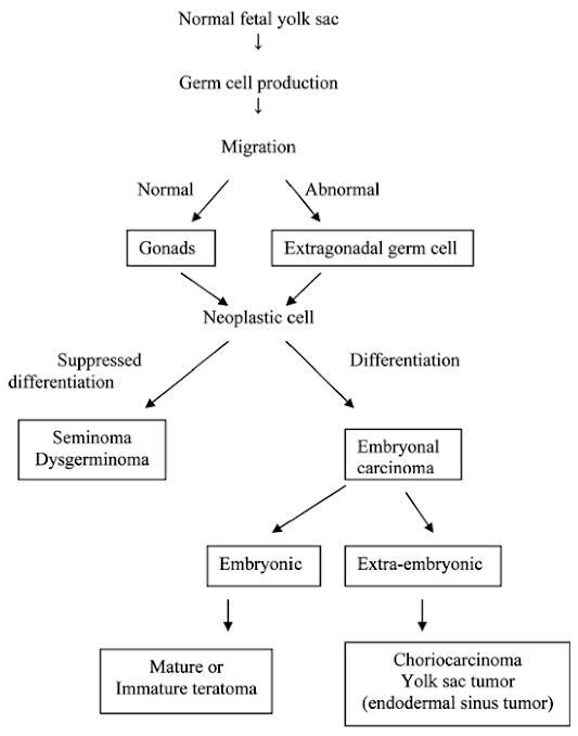 germ_cells_tumor.PNG