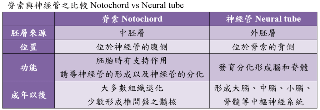 notochord_vs_neural_tube.PNG