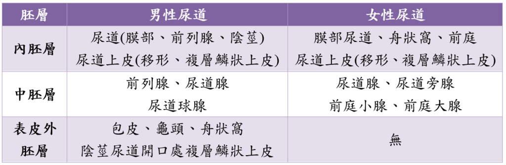 development_of_urethra.PNG