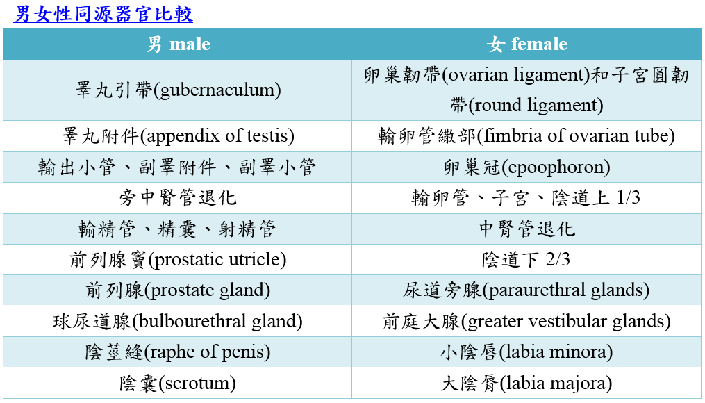 Homologies_of_Sexual_Organs.PNG