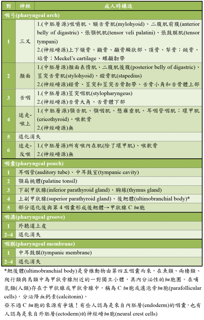 pharyngeal_apparatus.PNG