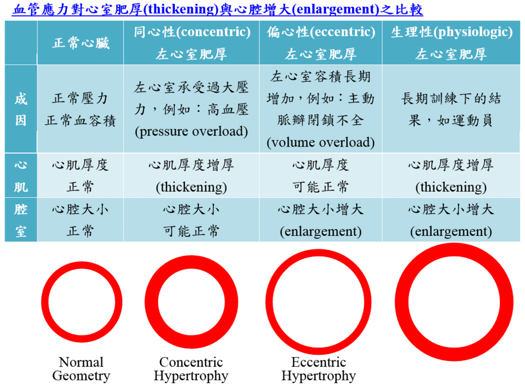 Hypertrophy_thickening_enlargement.PNG