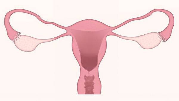 uterus-3777765_640.jpg