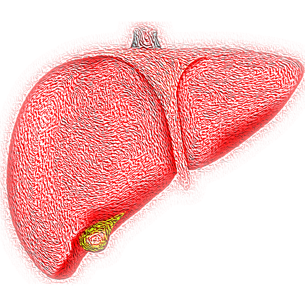 liver-4081243_640.png