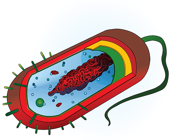 bacterium-307660_640.png