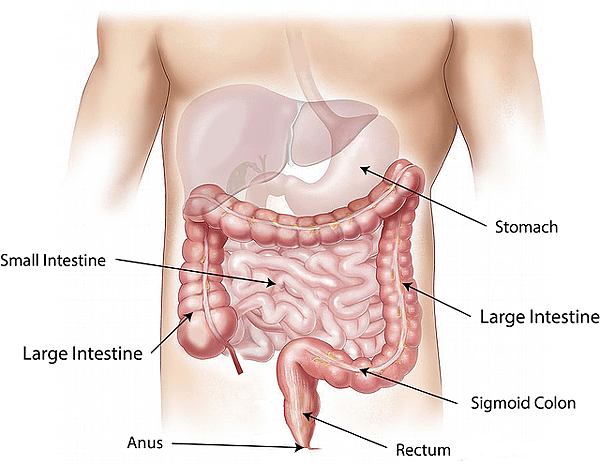 abdomen-1698565_640.png