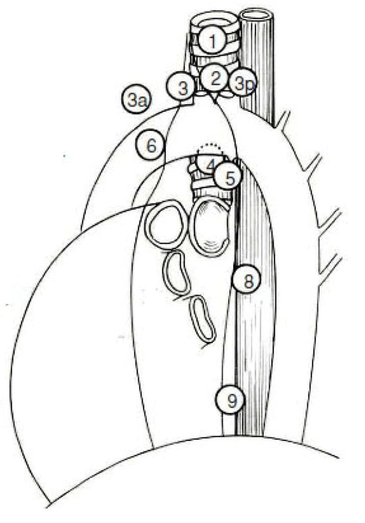 肺部淋巴結Lung Regional Lymph nodes