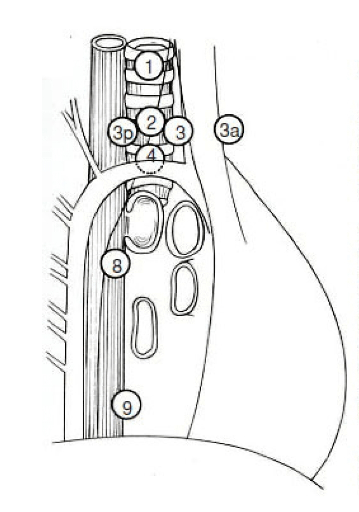 肺部淋巴結Lung Regional Lymph nodes