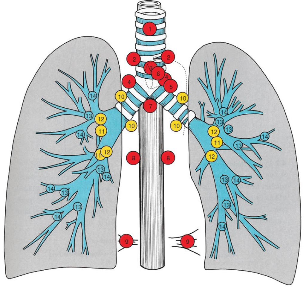 肺部淋巴結Lung Regional Lymph nodes