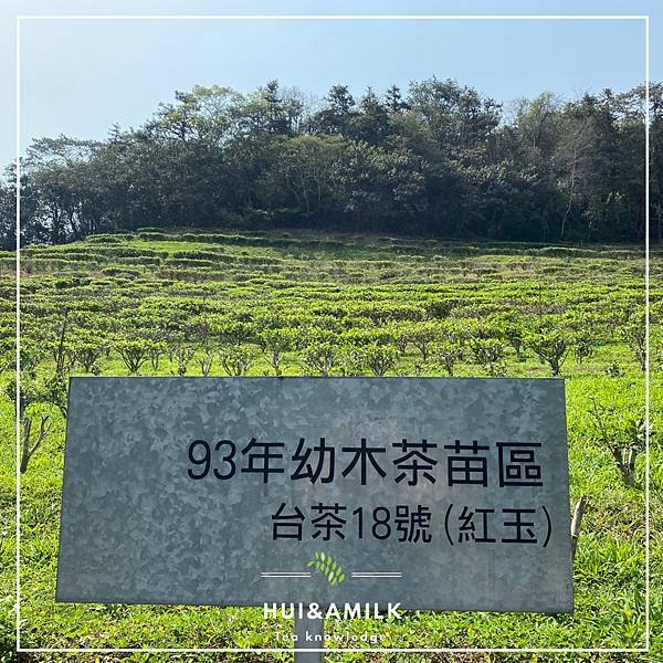 日月潭紅茶是什麼茶？