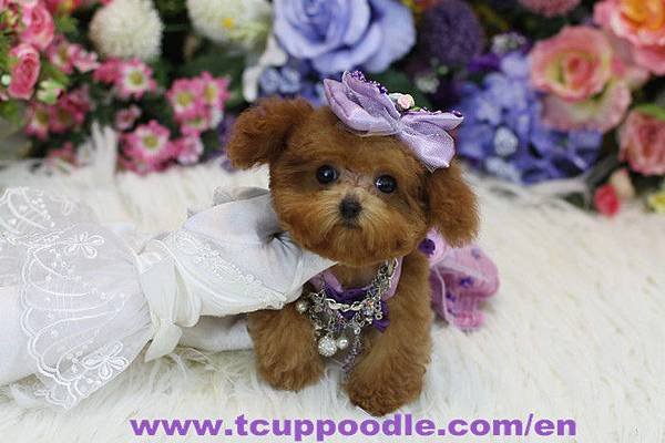Pocket Teacup -Super Tiny Teacup Poodle-2
