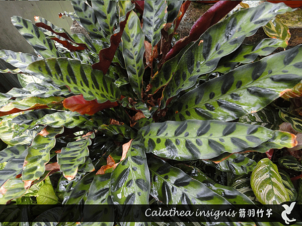 Calathea insignis 箭羽竹芋.png