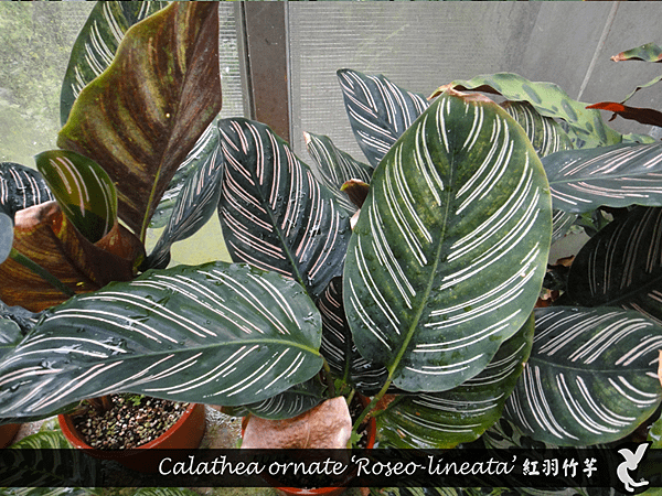 Calathea ornate ‘Roseo-lineata’ 紅羽竹芋.png