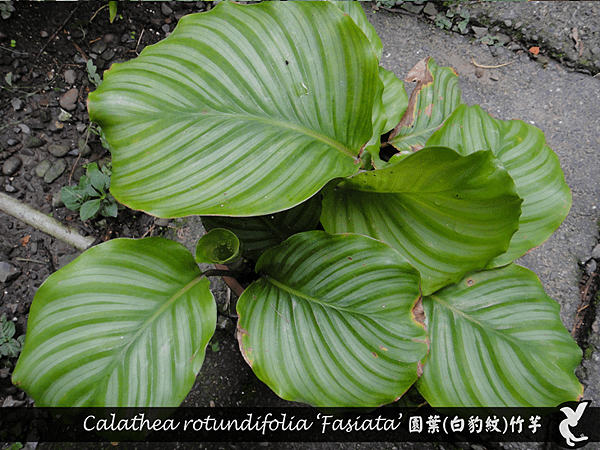 Calathea rotundifolia ‘Fasiata’ 園葉(白豹紋)竹芋.png
