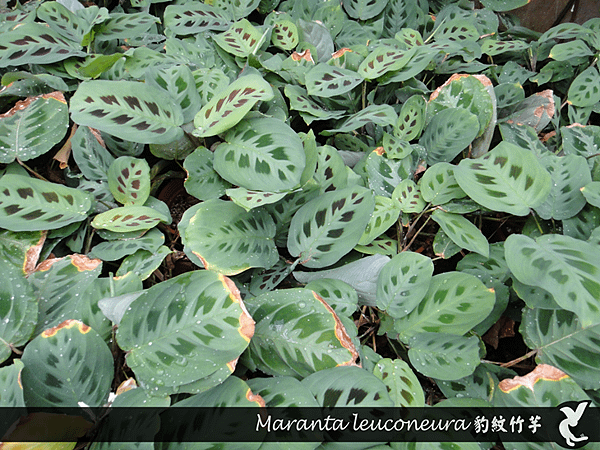 Maranta leuconeura 豹紋竹芋.png