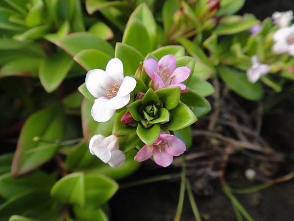 DSC08455濱排草、毛葉珍珠菜