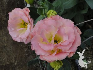 DSC00206