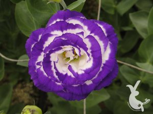 DSC00207
