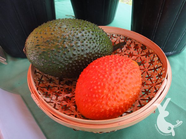DSC00098木虌子