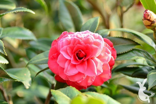 DSC_1298.JPG