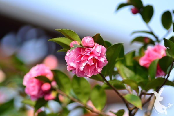 DSC_1300.JPG
