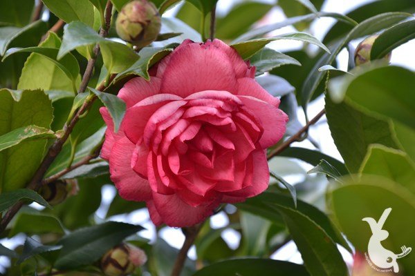 DSC_1251.JPG