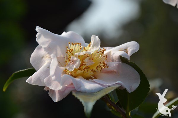 DSC_1252.JPG