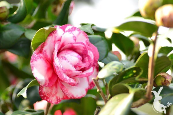 DSC_1257.JPG