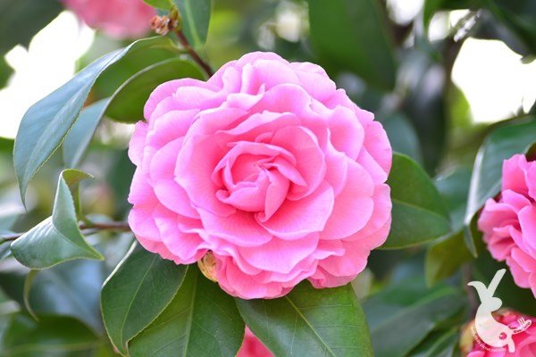 DSC_1259.JPG