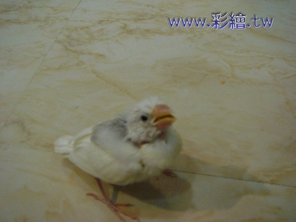 白文幼鳥