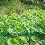 DSC04800.jpg