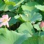DSC04804.jpg