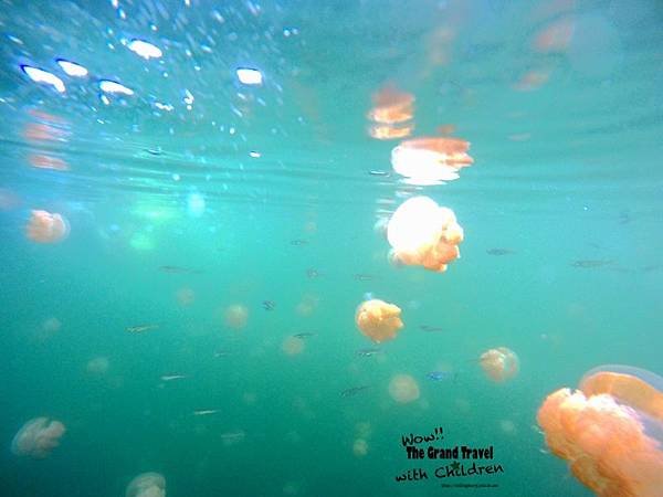 帛琉水母湖(全家壯遊去)Jellyfish Lake (44)_副本 (800x600).jpg