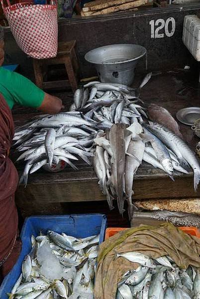 印度小花帶你逛印度魚市場6.jpg