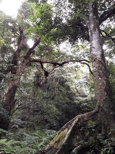 20181117北鼻生日快樂大板根泡湯_181124_0066.jpg