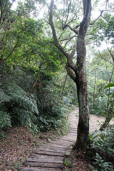 新北 貓空 銀河洞瀑布 絕美猶如仙境 半日遊也行 IG打卡景