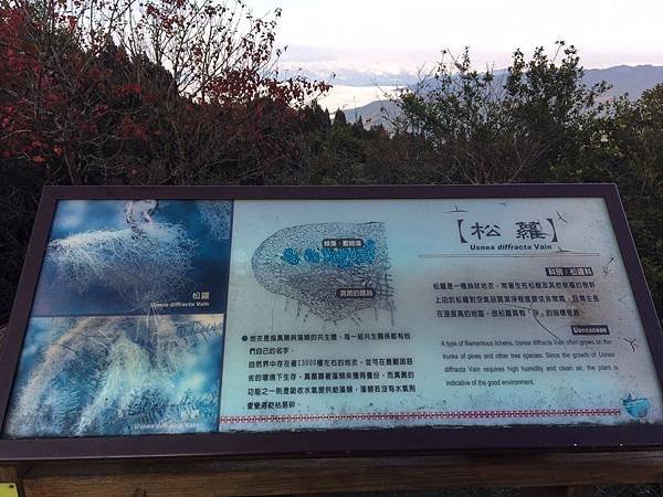 2018跨年觀霧榛檜樂步道之聖稜線傳說_190101_0225.jpg