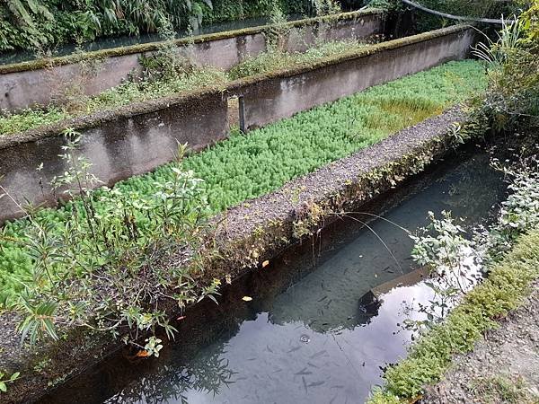 福山大羅蘭溪馬岸圳步道之新北烏來老街美食山豬肉香腸一日遊推薦_201002_12.jpg