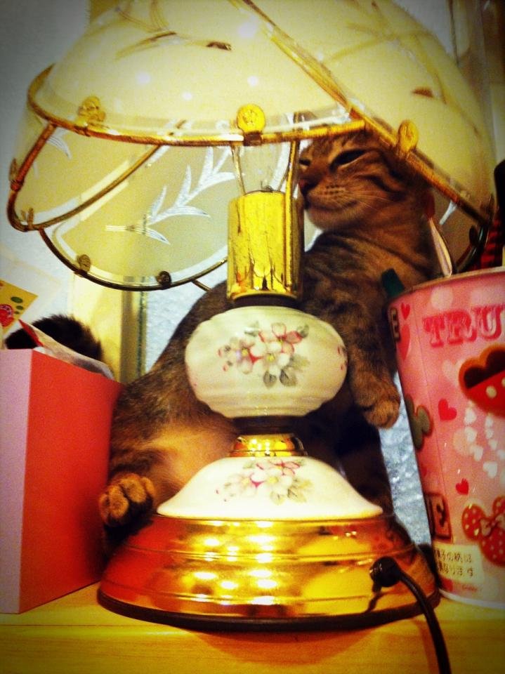 lampcat