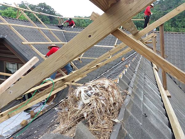 09.屋頂中脊沒用正確工法包~鳥鑽進去築巢.jpg