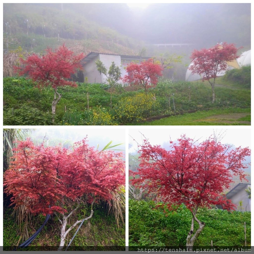 蟬說：霧語 │ 山峰小徑豪華露營，撥雲小屋溫馨舒適，看霧靄流