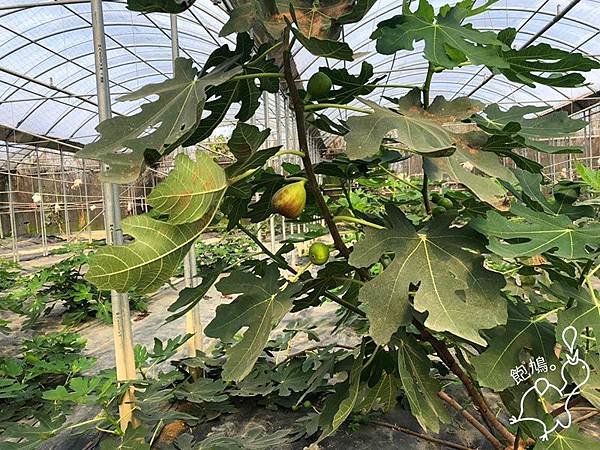 323精緻農場_無花果_02.jpg