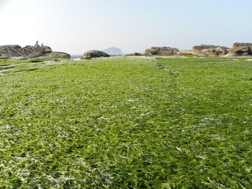 海中的綠藻田