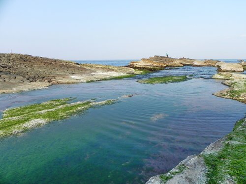 海中的綠藻田