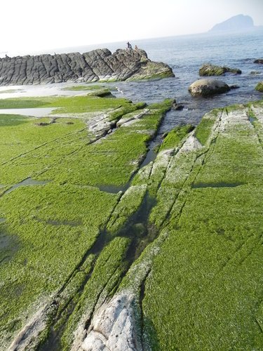 海中的綠藻田