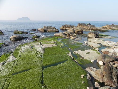 海中的綠藻田