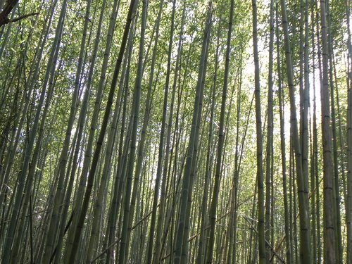 馬那邦山甩油之旅