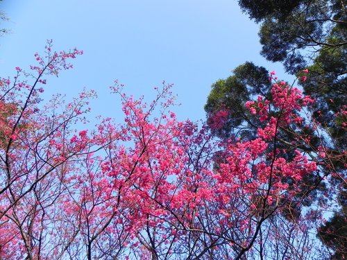 新竹科學園區賞櫻