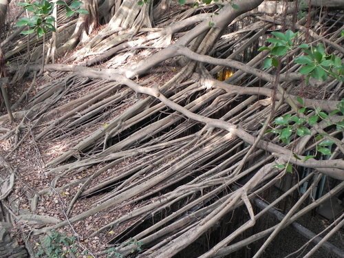 安平樹屋探險