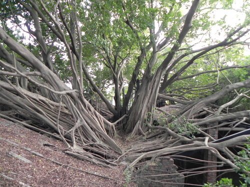 安平樹屋探險